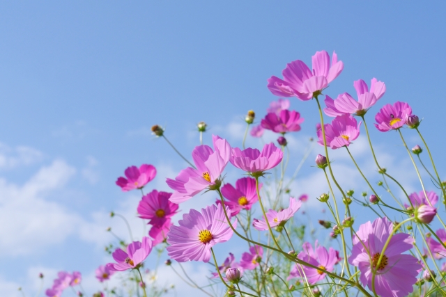 秋の花