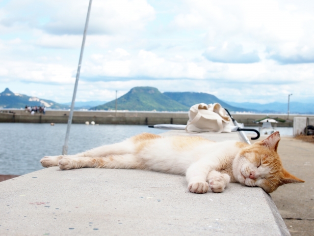 海沿いで猫が横になっている